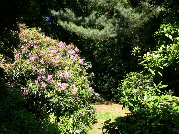 Bois des Moutiers (75) Juin 2012